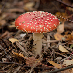 fungus in autumn forest