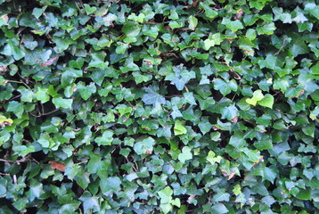 leaves
