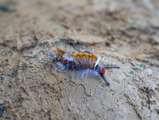 Hairy caterpillar on clay ground, found in the highlands near Sapa, Vietnam.