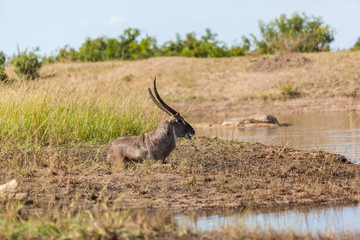 Naklejka premium A waterbuck sits at the waters edge in The Kruger Park, South Africa.
