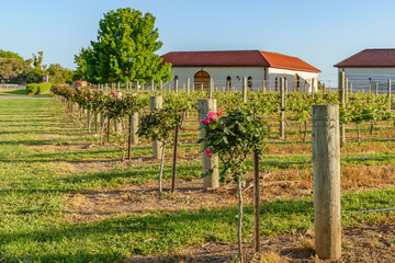 Vineyards at Coonawarra © cornfield