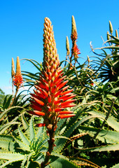 Obraz premium Close-up orange aloe flower. Blooming healthy plant Aloe Arborescens. South Africa.