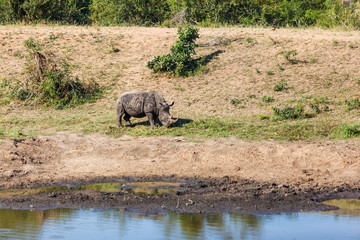 Naklejka na ściany i meble A white rhino smells the grass at a water hole in Kruger park, South Africas