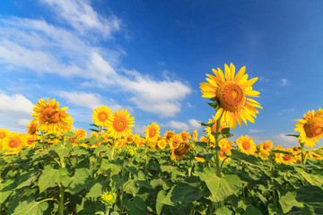 Wonderful view of sunflowers field under blue sky, Nature summer