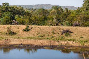 Fototapeta na wymiar Elephant and Rhino face off at a watering hole in the Kruger park, South Africa.