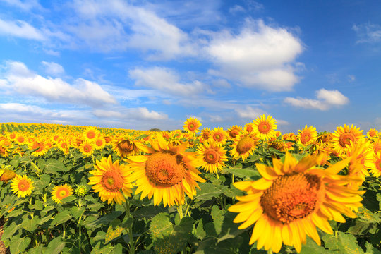 Wonderful view of sunflowers field under blue sky, Nature summer