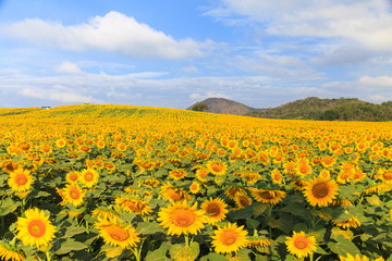 Fototapeta premium Wonderful view of sunflowers field under blue sky, Nature summer