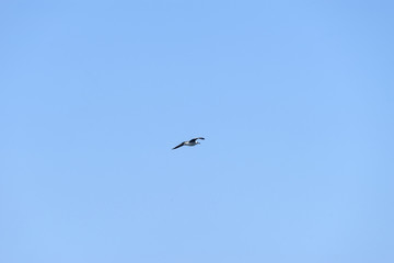 Seagull flying over the rock