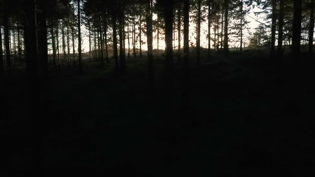 Stabilised tracking shot of sunlight at sunset or sunrise flaring through the trees in a dark forest
