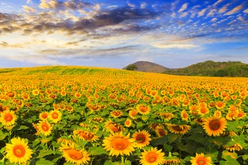 Aluminium Prints Sunflower Wonderful view of sunflowers field under blue sky, Nature summer