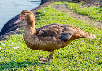 Duck on the green grass.