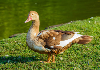 Duck on the green grass.