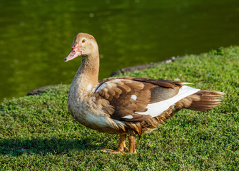 Duck on the green grass.