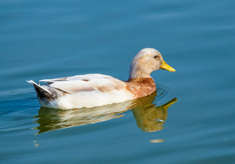 Duck on blue water.