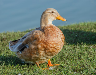 Duck on the green grass.