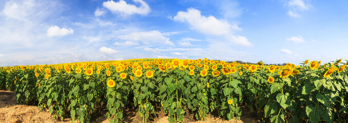 Herrlicher Panoramablick auf Sonnenblumenfeld unter blauem Himmel, Nat