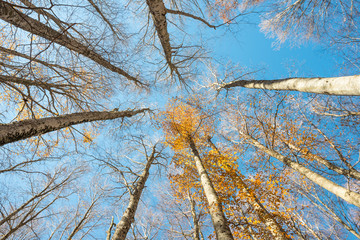 Upward perspective view of tall beech trees and yellow leaves