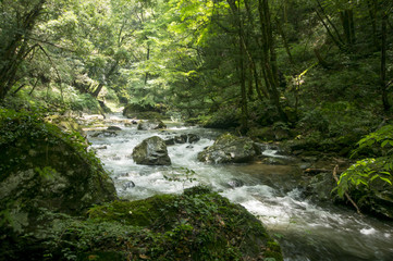 Obraz premium 新緑の八重滝