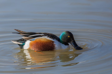 northern shoveler (Anas clypeata)