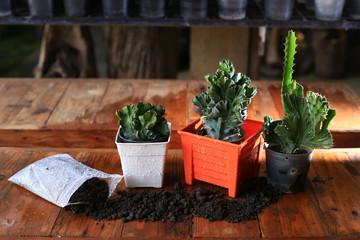Plants in orange pot and soil
