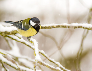 Great tit bird sitting on a snow covered tree © manfredxy