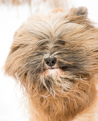 Naklejka premium Portrait of a tibetan terrier dog