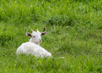 Fototapeta premium Goat lying on the green grass.