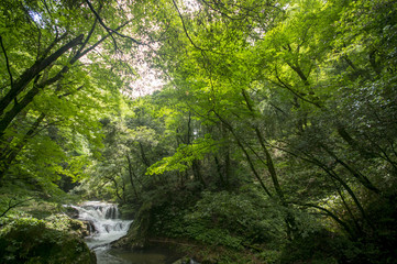 Fototapeta na wymiar 新緑の八重滝