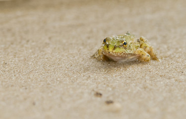 Frog in the sand.