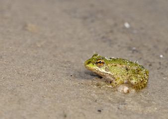 A little frog on the sand.