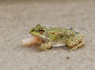 Frog eating a worm.