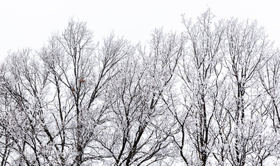 Fototapeta na wymiar Frost on the trees.