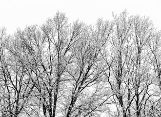 The frost on the branches.
