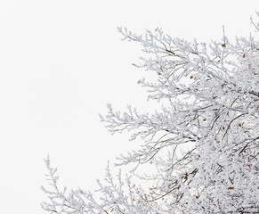 The frost on the branches.