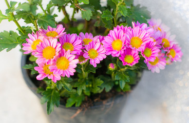  Pink flower on white silver glitter background