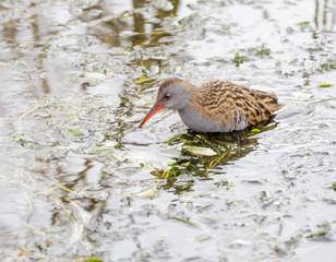 Bird water rail.