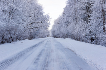 winter road in the woods