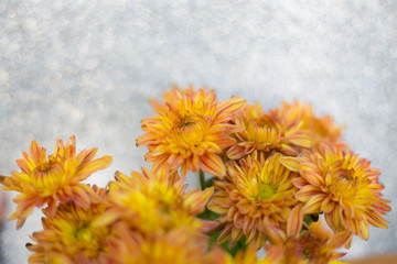  Yellow flower on white silver glitter background