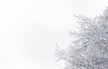 Fototapeta na wymiar Frost on the trees against the winter sky.