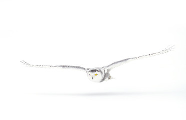 Snowy owl (Bubo scandiacus) isolated on a white background flies low hunting over an open snowy...