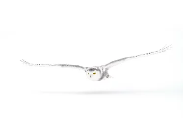 Papier Peint photo autocollant Hibou Le harfang des neiges (Bubo scandiacus) isolé sur fond blanc vole à basse altitude au-dessus d& 39 un champ enneigé ouvert au Canada