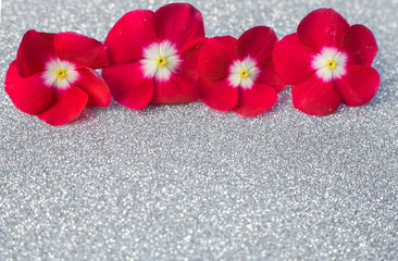 Fototapeta na wymiar Red flower on white silver glitter background