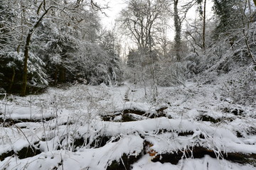 Woodland in England after a snowfall,