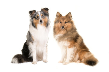 Two shetland sheepdogs in different colors facing the camera isolated on a white background