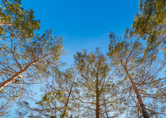 The tall pines on the background of the spring sky.