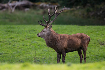 Irish Deer Near Killarney