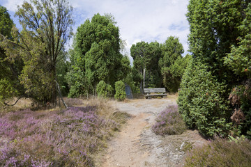 Heideblüte im Naturschutzgebiet Heiligen Hain.