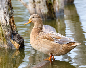 Beautiful duck standing in water.