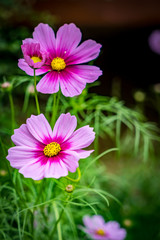 Obraz premium Purple cosmos flowers