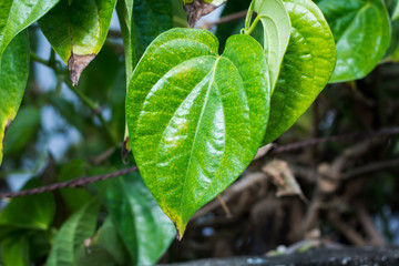 Wild Betel Leafbush green leaf(Piper sarmentosum Roxb.)